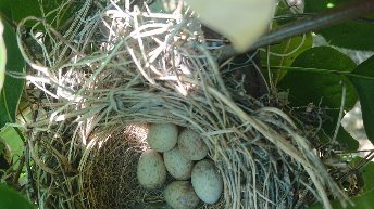 /img/blog/birds_nest.jpeg