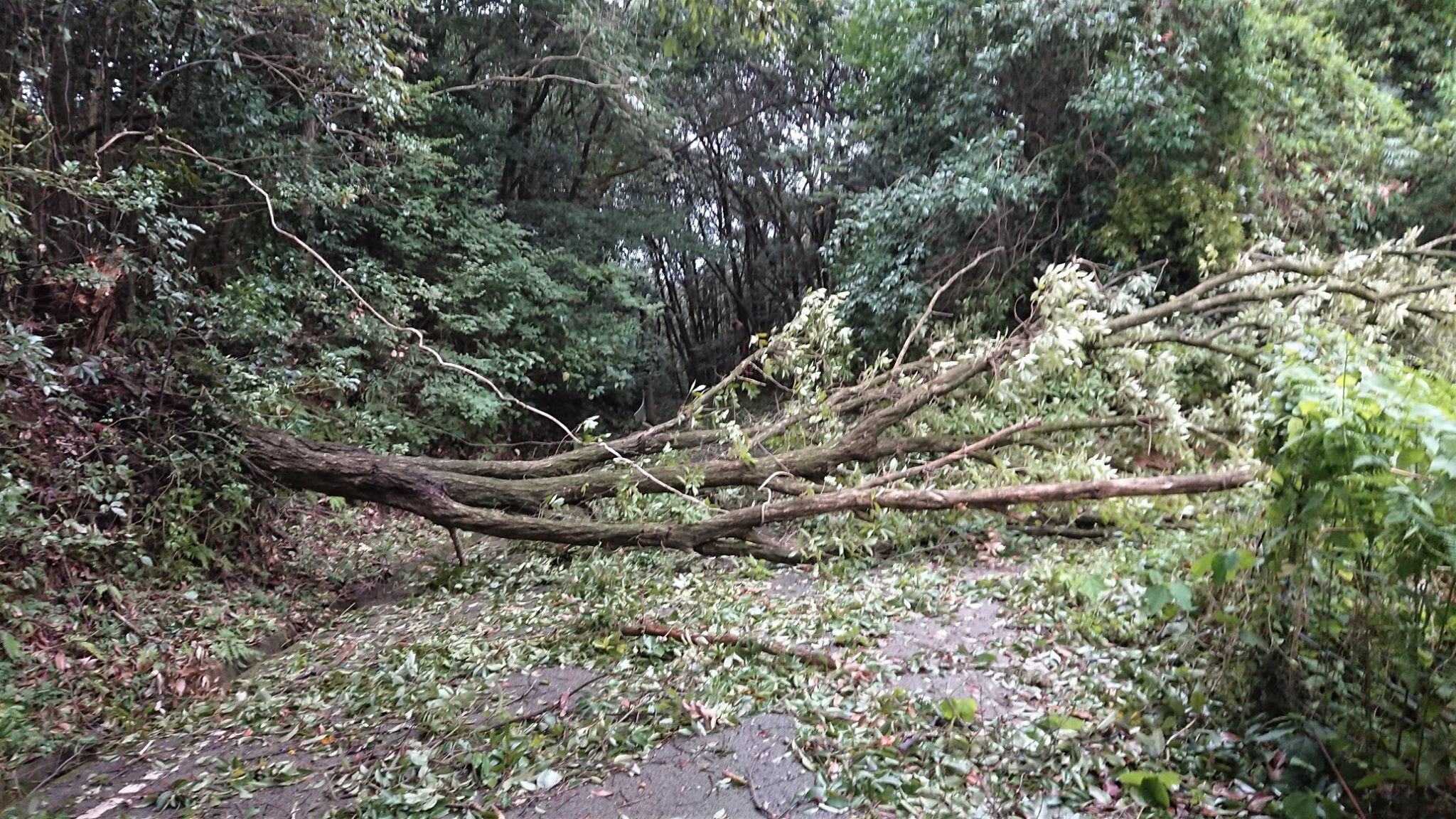 台風
