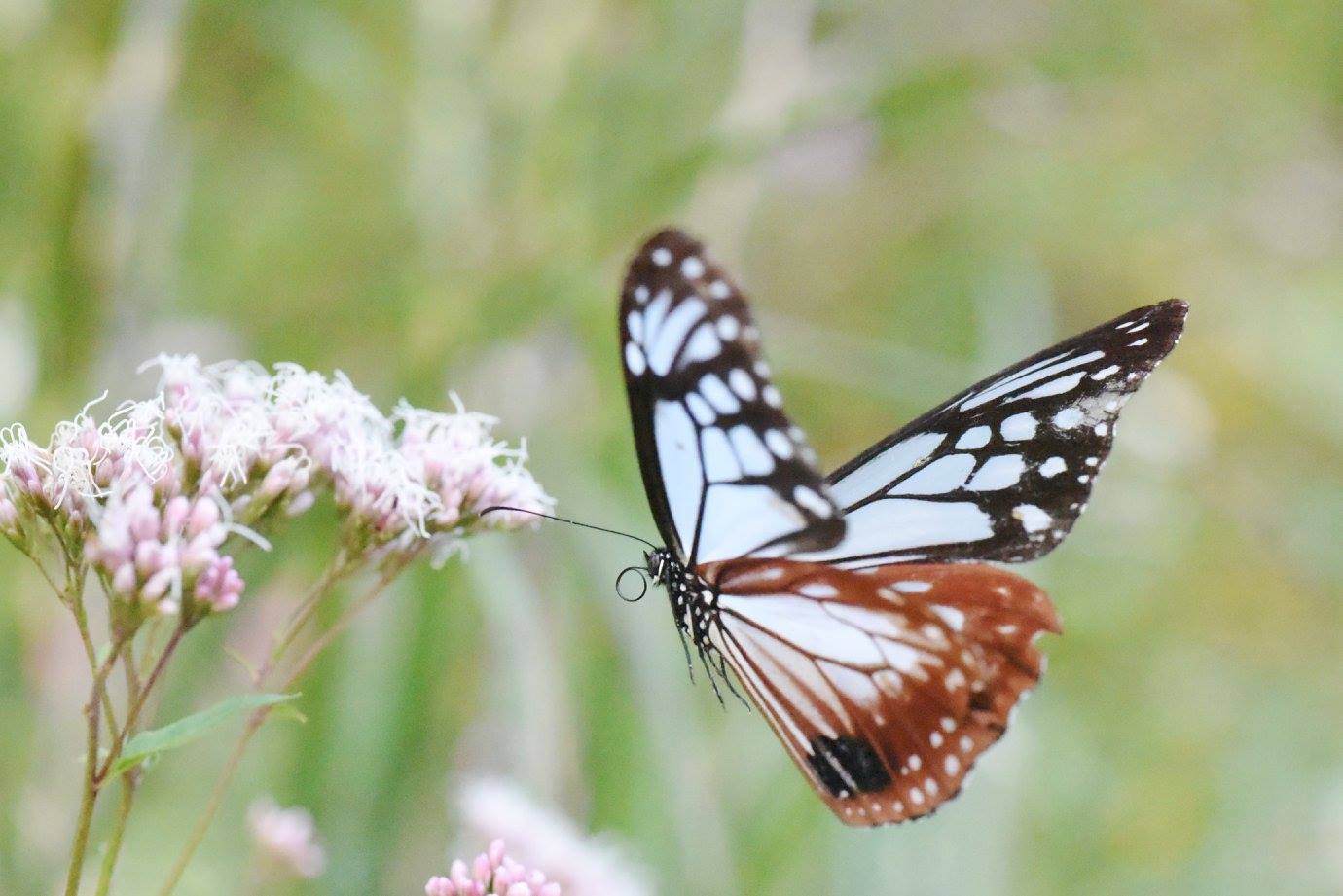 /img/blog/butterfly.jpeg