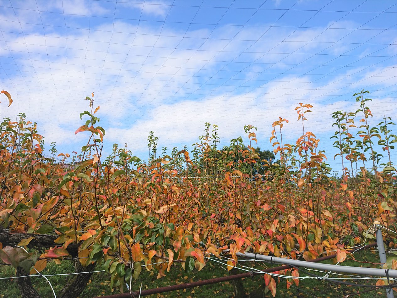 /img/blog/fall_orchard.jpeg