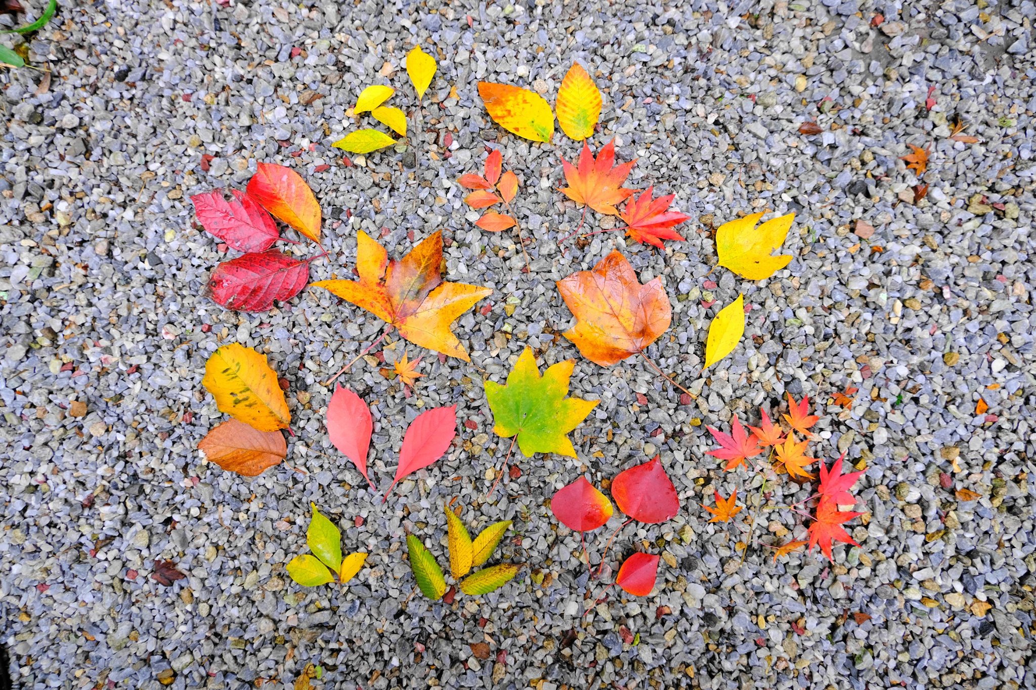 /img/blog/leaves.jpeg