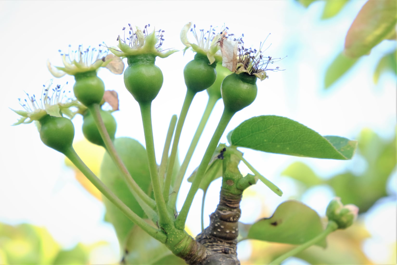 /img/blog/pear_berry.jpeg