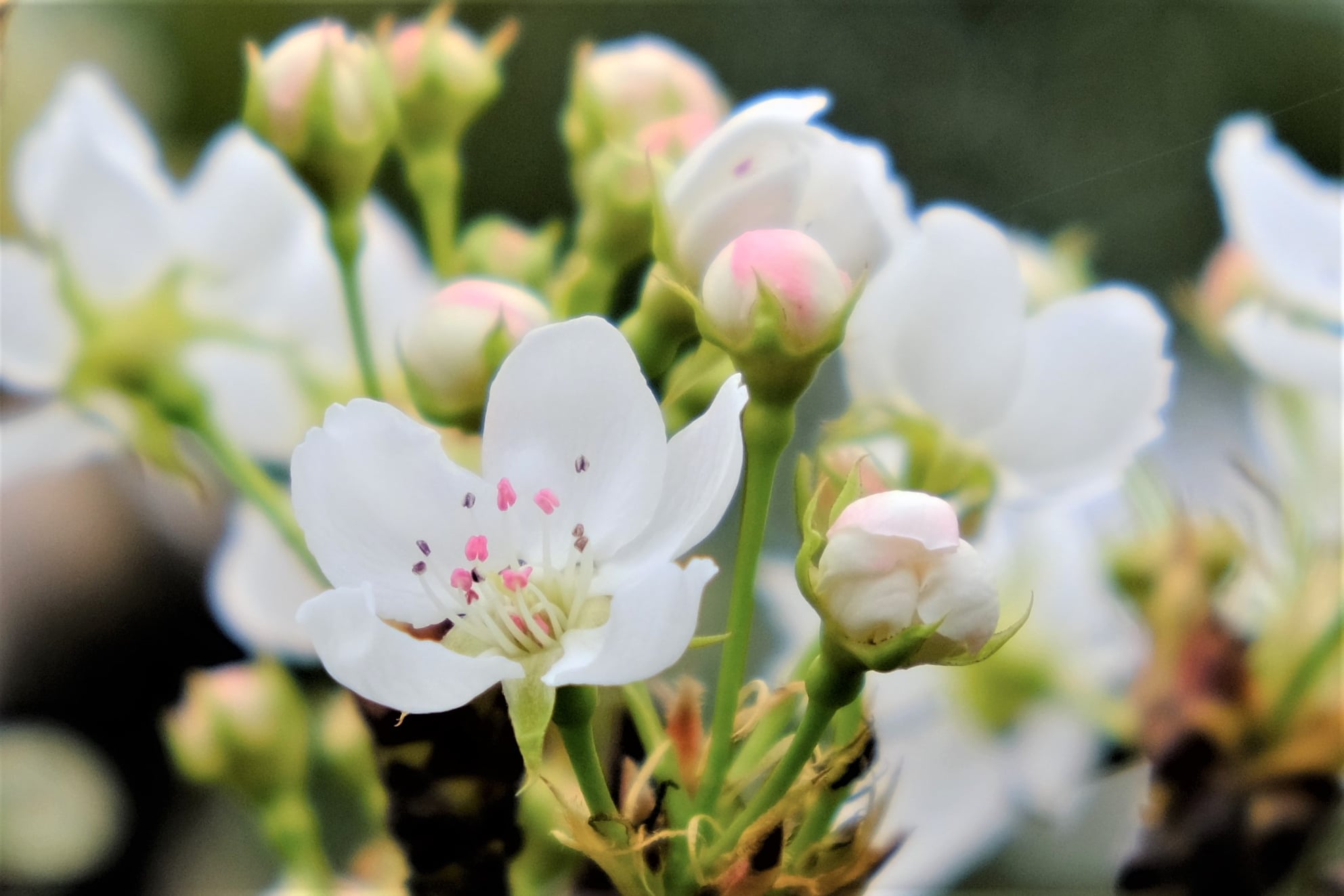 /img/blog/pear_flower.jpeg