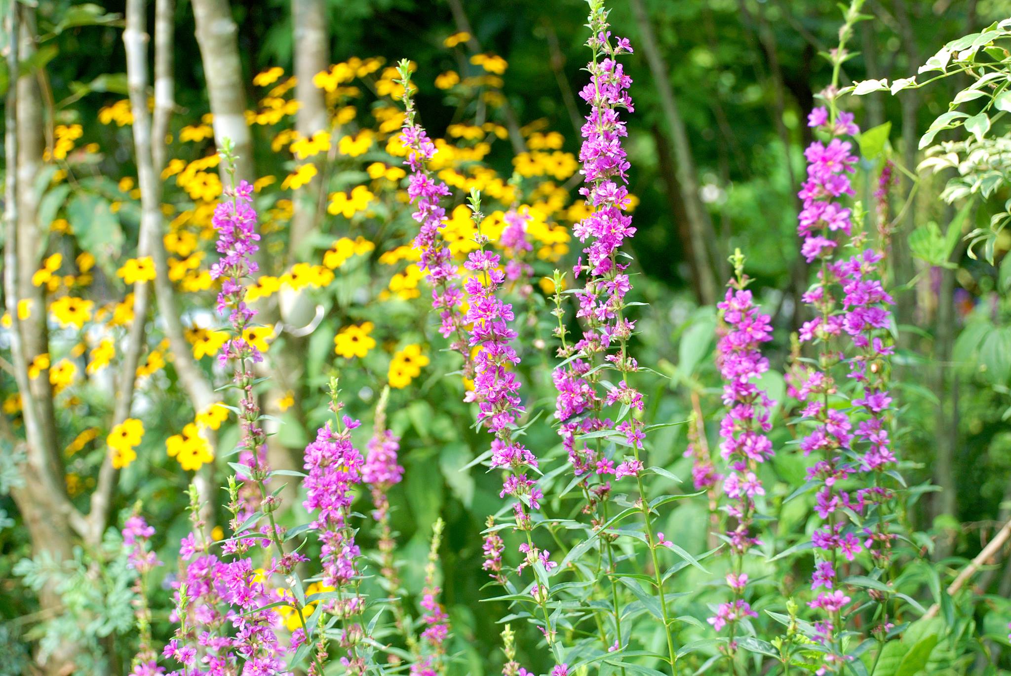 /img/blog/pink_flower.jpeg