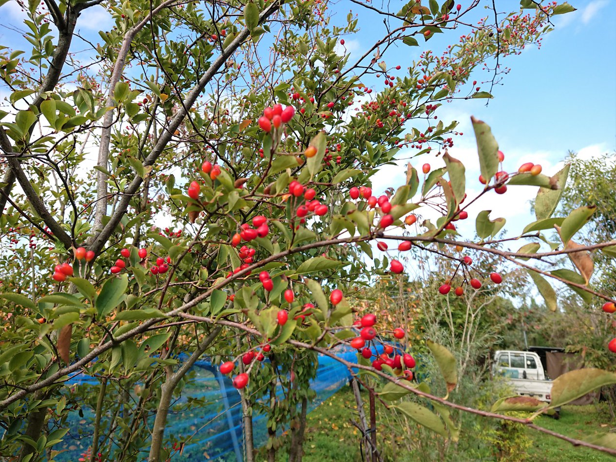紅葉