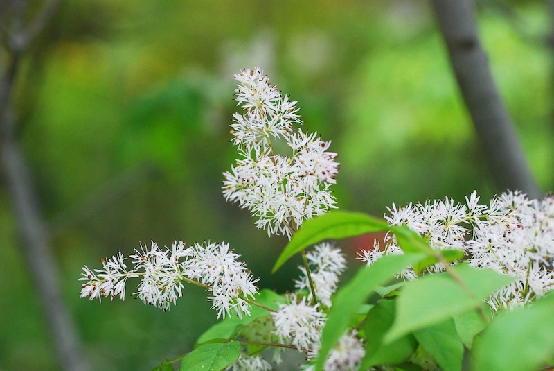 /img/blog/white_flower.jpeg