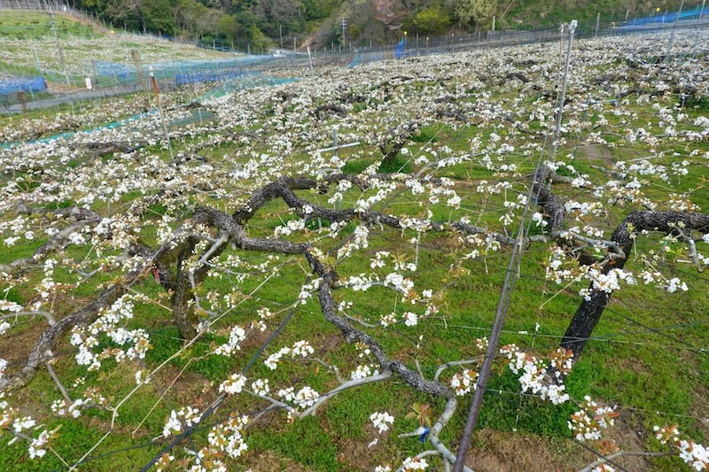 春先の梨の花