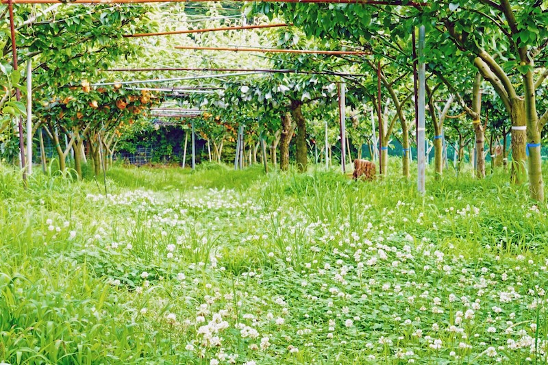 草花育つ梨畑