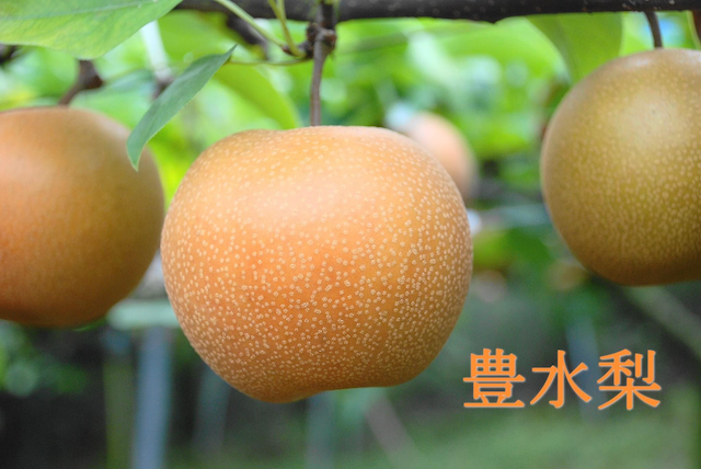 豊水